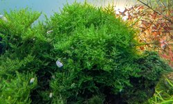 Java moss