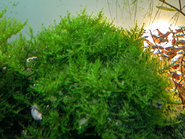 Java moss