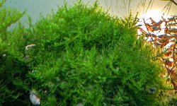 Java moss