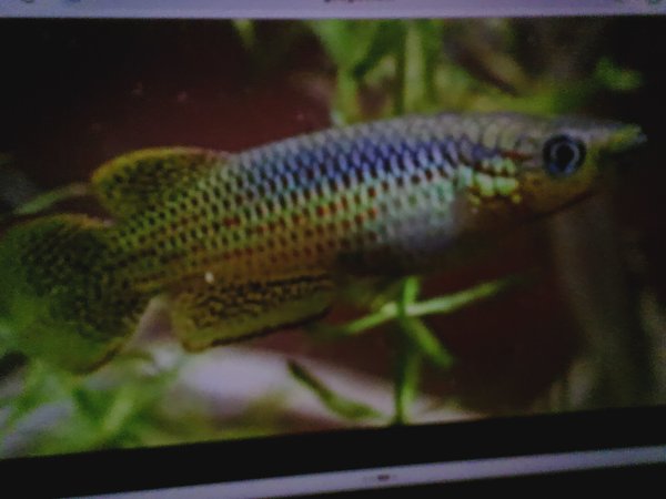 P. playfairi breeding group killifish