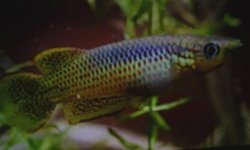 P. playfairi. breeding group