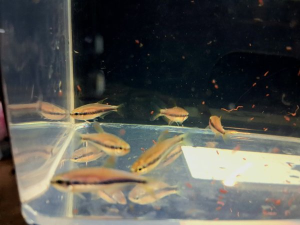 Inpaichthys kerri