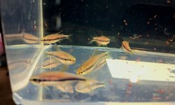 Blue Emperor tetra (grp of 8)