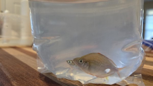 Dwarf Rainbowfish (Melanotaenia praecox)
