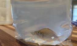 Dwarf Rainbowfish (Melanotaenia praecox)