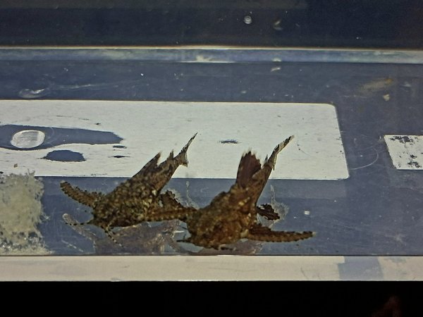 Erethistes (Hara) Jerdoni