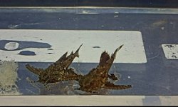 Dwarf Anchor Catfish