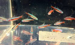Neon Tetra (grp of 10)