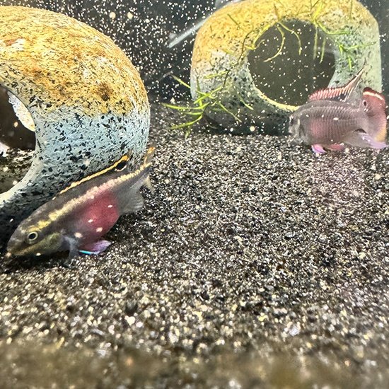 Parents of the fry