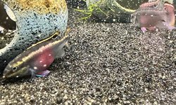 Rainbow Kribensis Group - 8 Juveniles