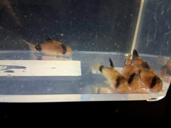 Panda Cory  (grp of 5)