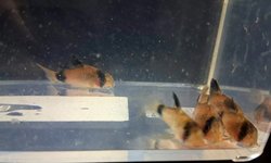 Panda Cory  (grp of 5)