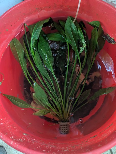 This shown in a 25 gallon bucket