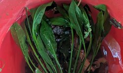 XXX Large Amazon swordtails plant