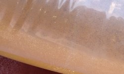 Live baby brine shrimp Sea Monkeys