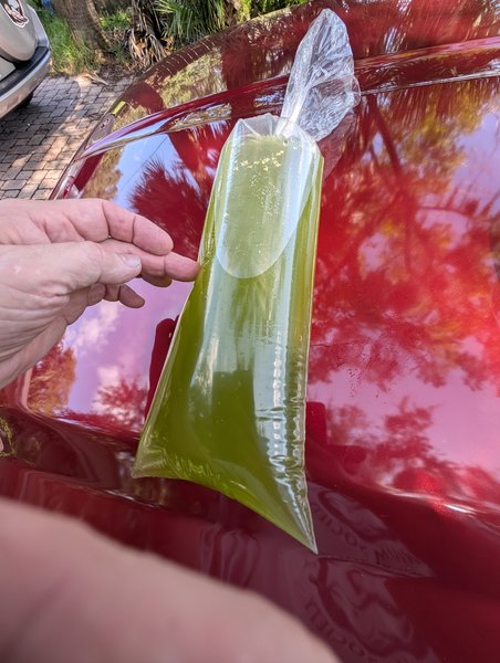 A Green water from another lot