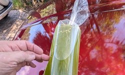 Green water