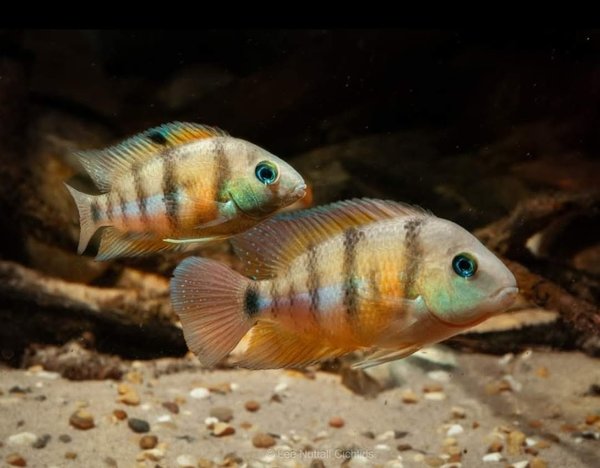 5 CRYPTOHEROS CUTTERI "BLUE EYE" CICHLID