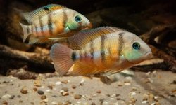 5 CRYPTOHEROS CUTTERI "BLUE EYE" CICHLID