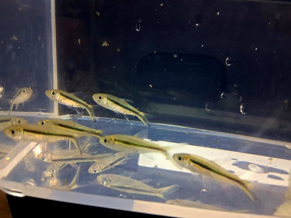 Penguin Tetra (group of 6)