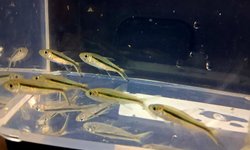 Penguin Tetra (group of 6)