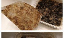 grindal worms