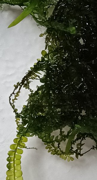 mixed butterfly w/ suswassertang