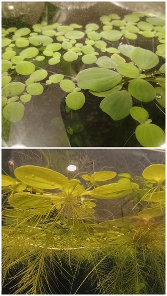 HAP dwarf water lettuce