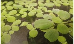 HAP dwarf water lettuce