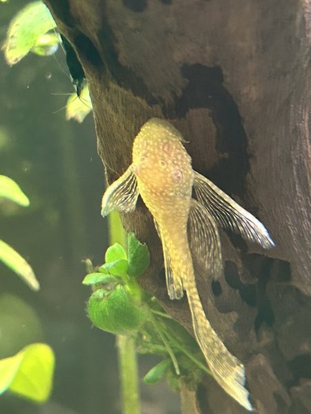 Longfin Albino Bristlenose Pleco