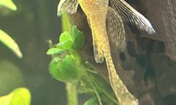 Photo 2 of Longfin Albino Bristlenose Pleco