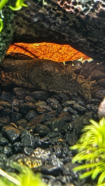 Fully Mature Bristelnose Pleco