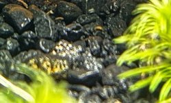 Bristelnose Pleco