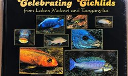 Celebrating Cichlids from Lake Malawi an