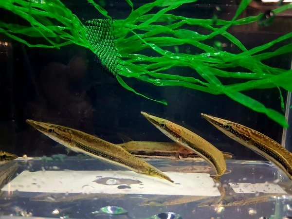 Luciocephalus aura
