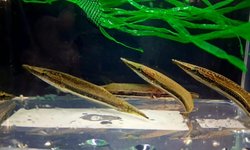Peppermint Pikehead (grp of 5)