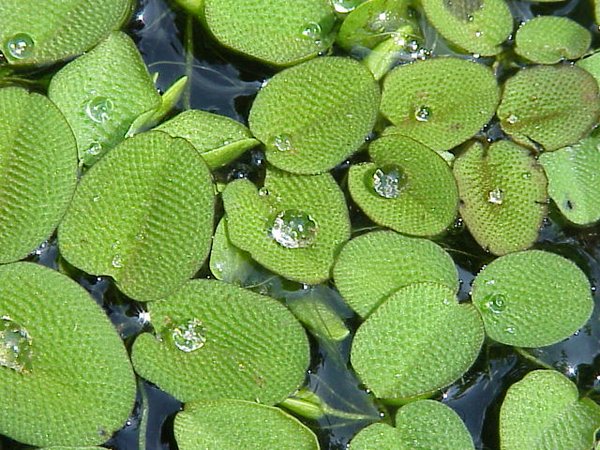 A Salvinia Natans from another lot