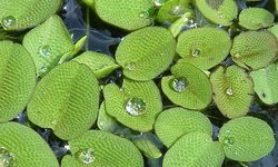 Salvinia Natans