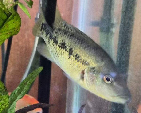 TOOK IN C.A.R.E.S. (MAYBE?) CICHLID FROM FISH RM BREAKDOWN