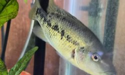 C.A.R.E.S. CICHLID - SPECIES UNKNOWN