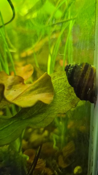 5 CAPTIVE BRED PIANO SNAILS - FRESHWATER, LIVE BIRTH
