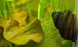 PIANO SNAILS - 5