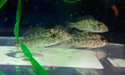 Spotted Demonfish (Eartheater) (grp of 5