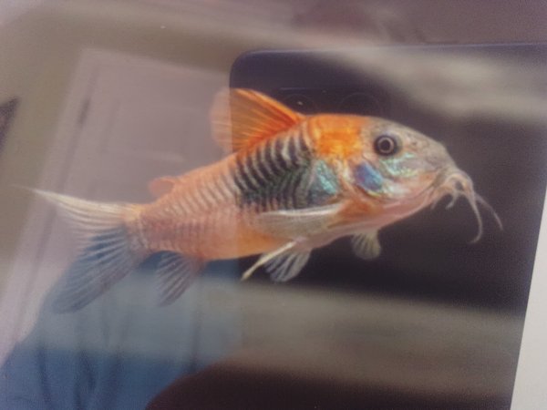 Blue saddle back corys