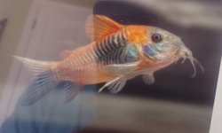 Blue saddle back corys