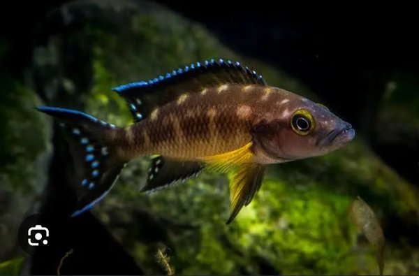 Bap submission Neolamprologus Buescheri