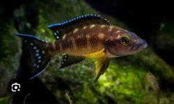 Bap submission Neolamprologus Buescheri