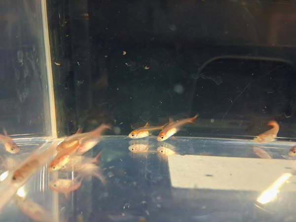 Ember Tetra (grp of 10)