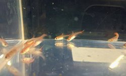 Ember Tetra (grp of 10)