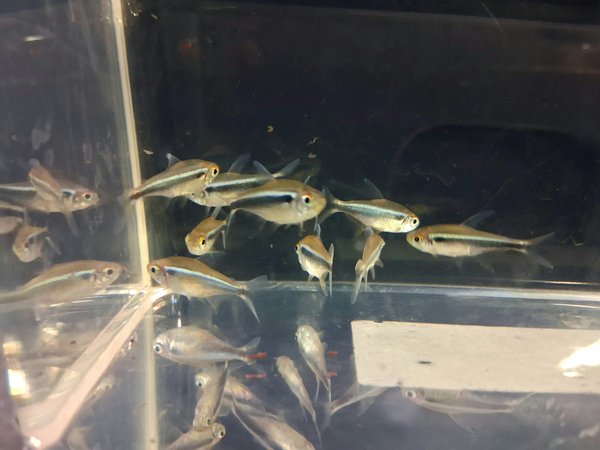 Black Neon Tetra ( grp of 5)